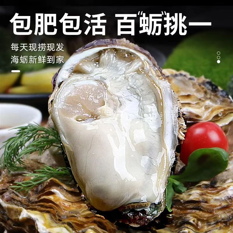 新鲜 鲜活野生刺身级别带壳生蚝7斤