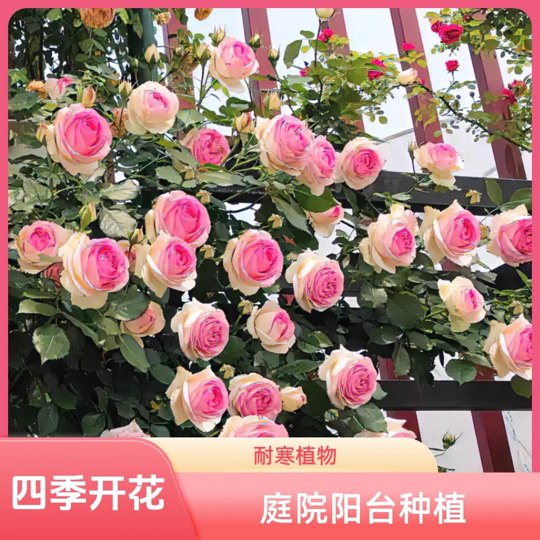爬藤蔷薇老桩重瓣大花藤本月季花苗庭院阳台种植四季开花耐寒植物