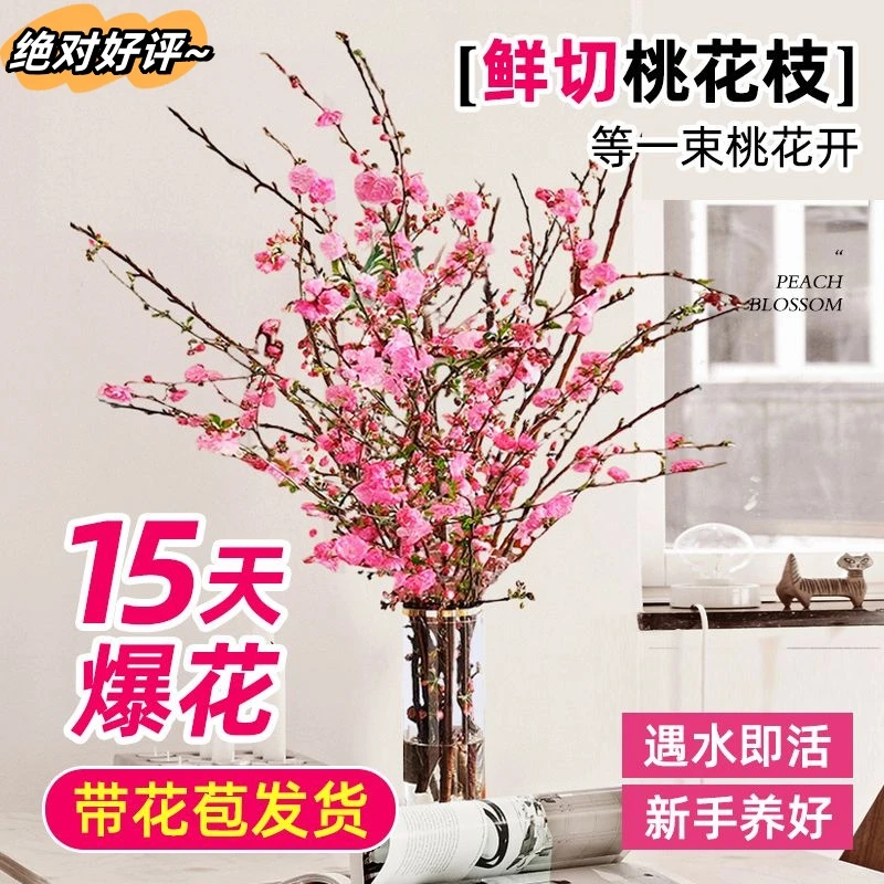 水培桃花枝树鲜花干支鲜切带花苞室内花卉水养绿植吊钟植物好养活
