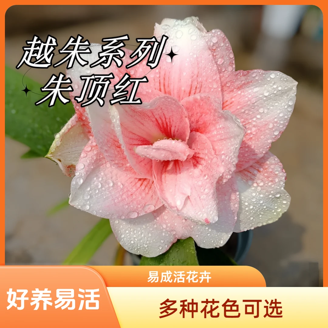 【越朱系列】进口朱顶红土培火烈鸟快乐荣耀种球易成活花卉对版绿植