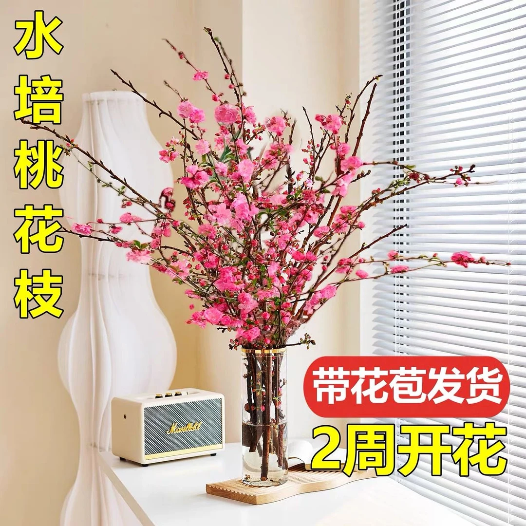 水培红梅鲜枝带花盆栽桃花珍珠李室内桌面好养花卉雪柳鲜切绿植物