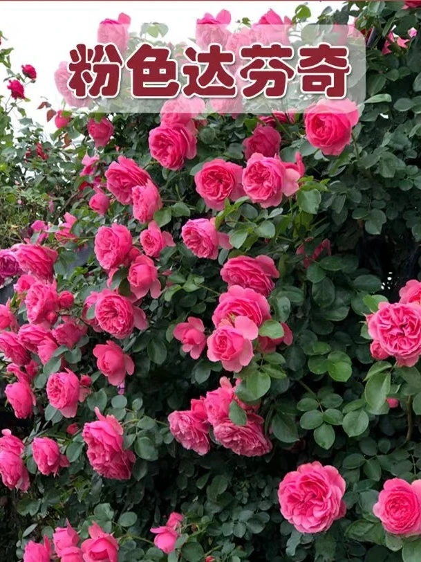 【养死包赔】爬藤蔷薇浓香型月季四季开花花卉阳台盆栽地栽耐寒耐旱