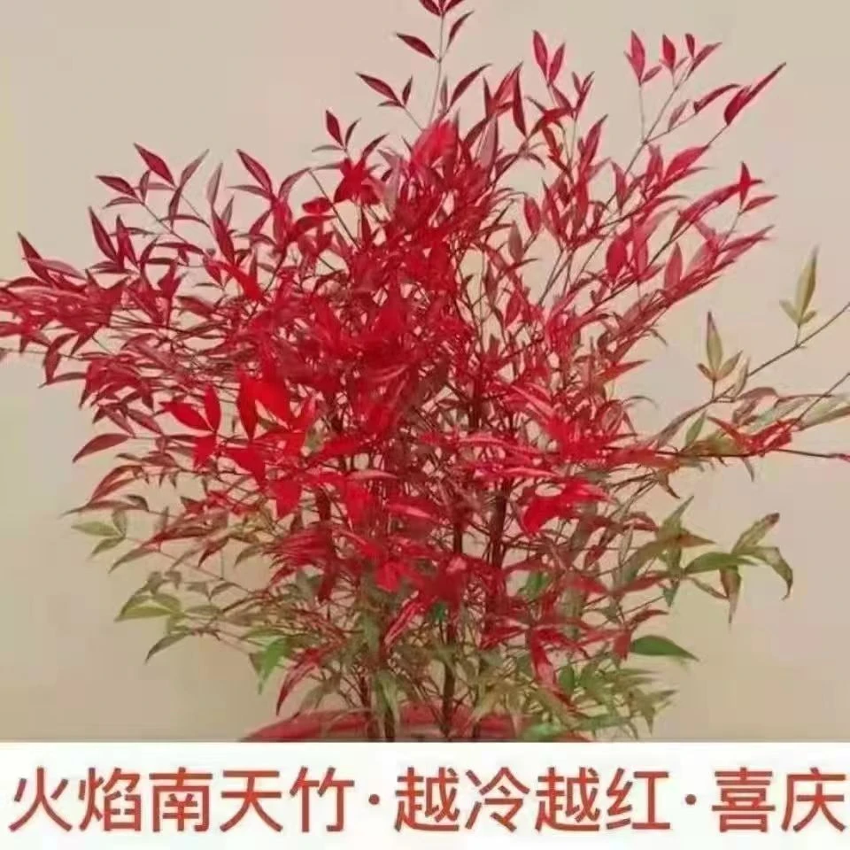 观叶变色火焰南天竹树苗盆栽红天竹盆景庭院室内耐寒绿植绿化苗木