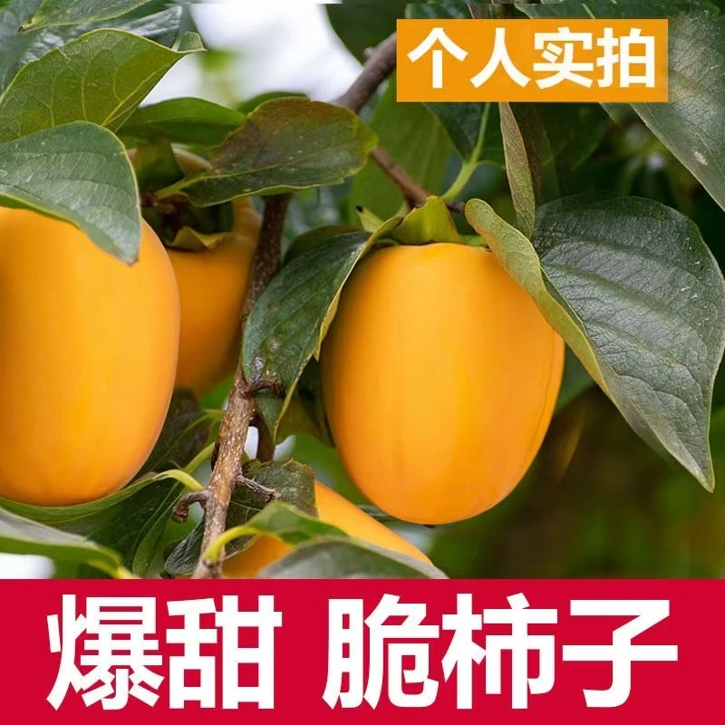 【现货】芒果柿子山东牛心柿子软硬柿子2斤3斤4.5斤甜脆柿新鲜水果