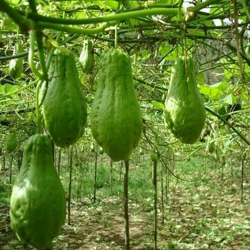 云南佛手瓜3斤净重