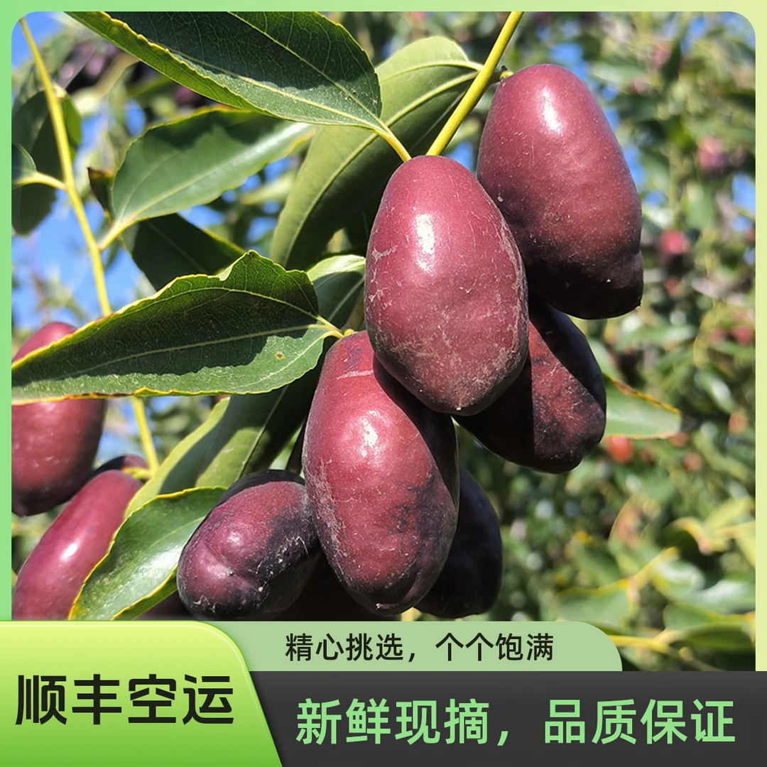 【顺丰空运】正宗宁夏灵武长枣新鲜皮薄肉厚水果马牙枣脆甜多汁鲜脆