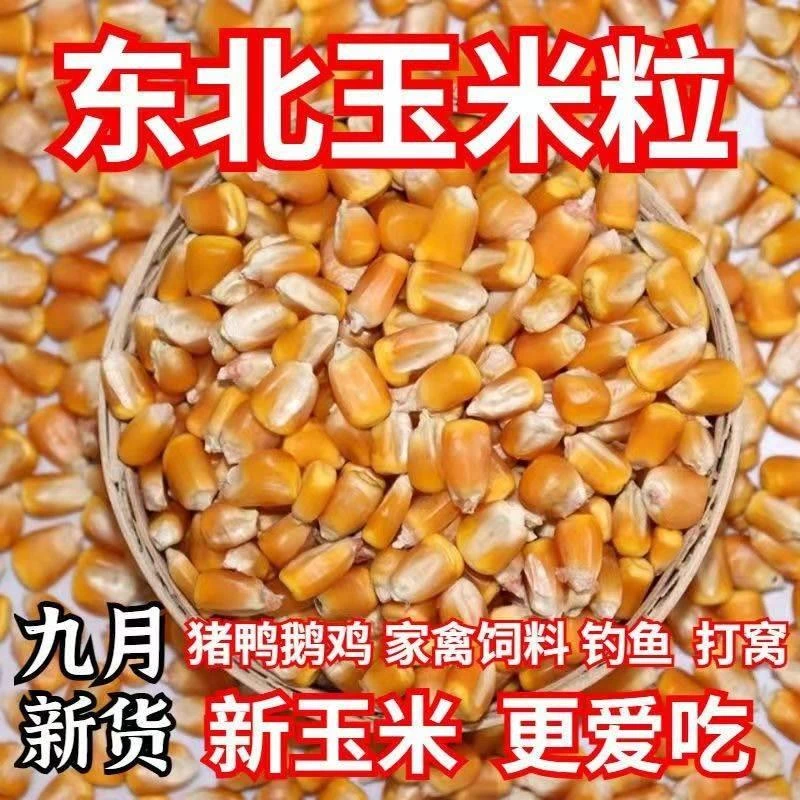 东北新玉米粒100斤喂鸡粮食50斤玉米10kg喂鸽子20斤特价玉米