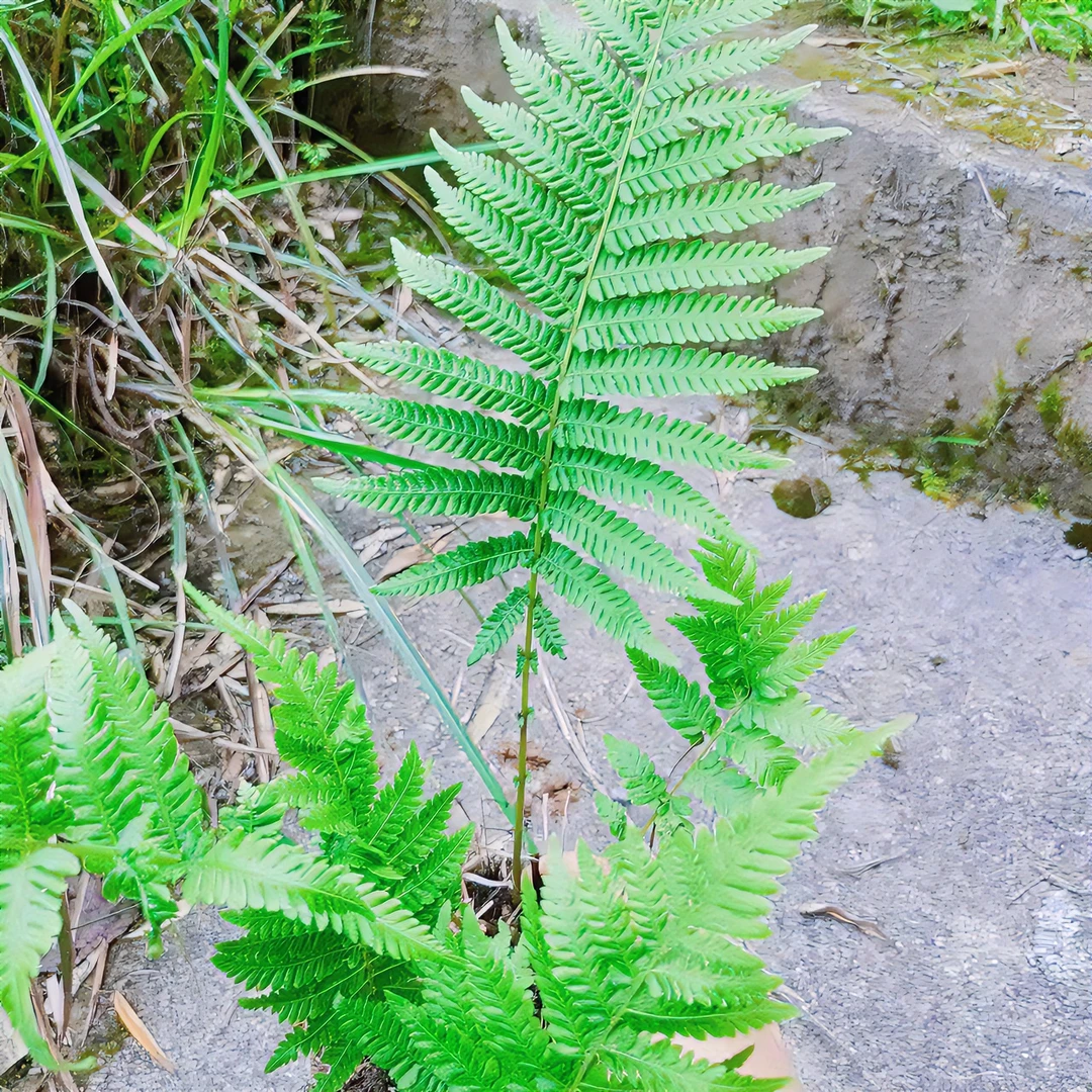 蕨类植物植物造景  微盆景  假山造景植物观赏美观
