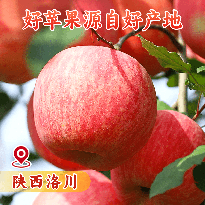 【满箱装无空格】正宗洛川红富士苹果坏果包赔脆甜多汁原产地直发