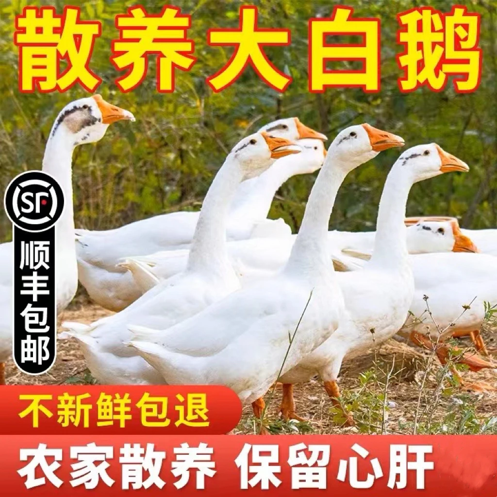农家散养新鲜大白鹅5-6斤左右放养草鹅现杀生非老鹅 包冰率不含冰