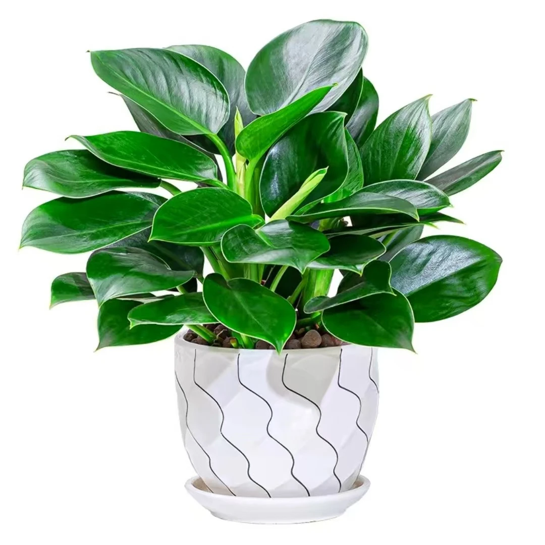 金钻盆栽植物铂金钻绿萝萝水培大叶绿植多肉办好养绿植