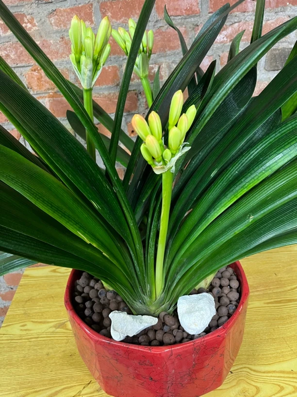 君子兰养护用品钾包邮君子兰花卉绿植