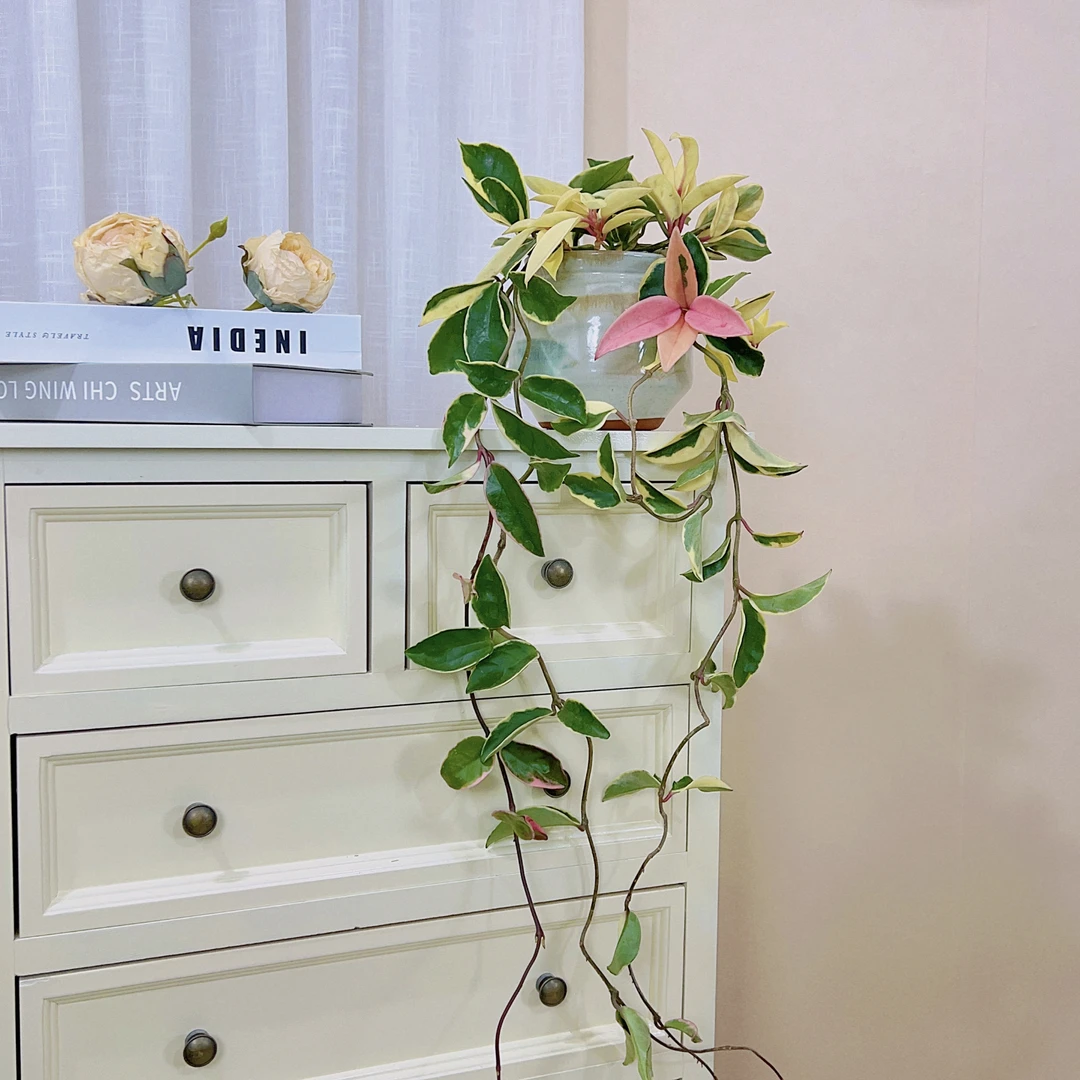 三色球兰室内阳台垂吊兰长藤空气净化盆栽花色彩色室内花卉盆栽