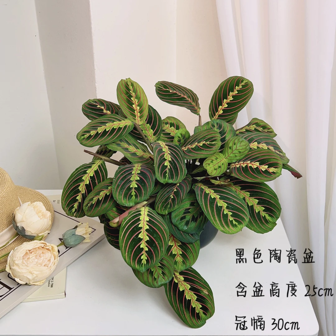 叶蝉红脉竹芋稀有进口耐阴室内垂吊卉长藤垂吊植物室内吸甲醛盆栽