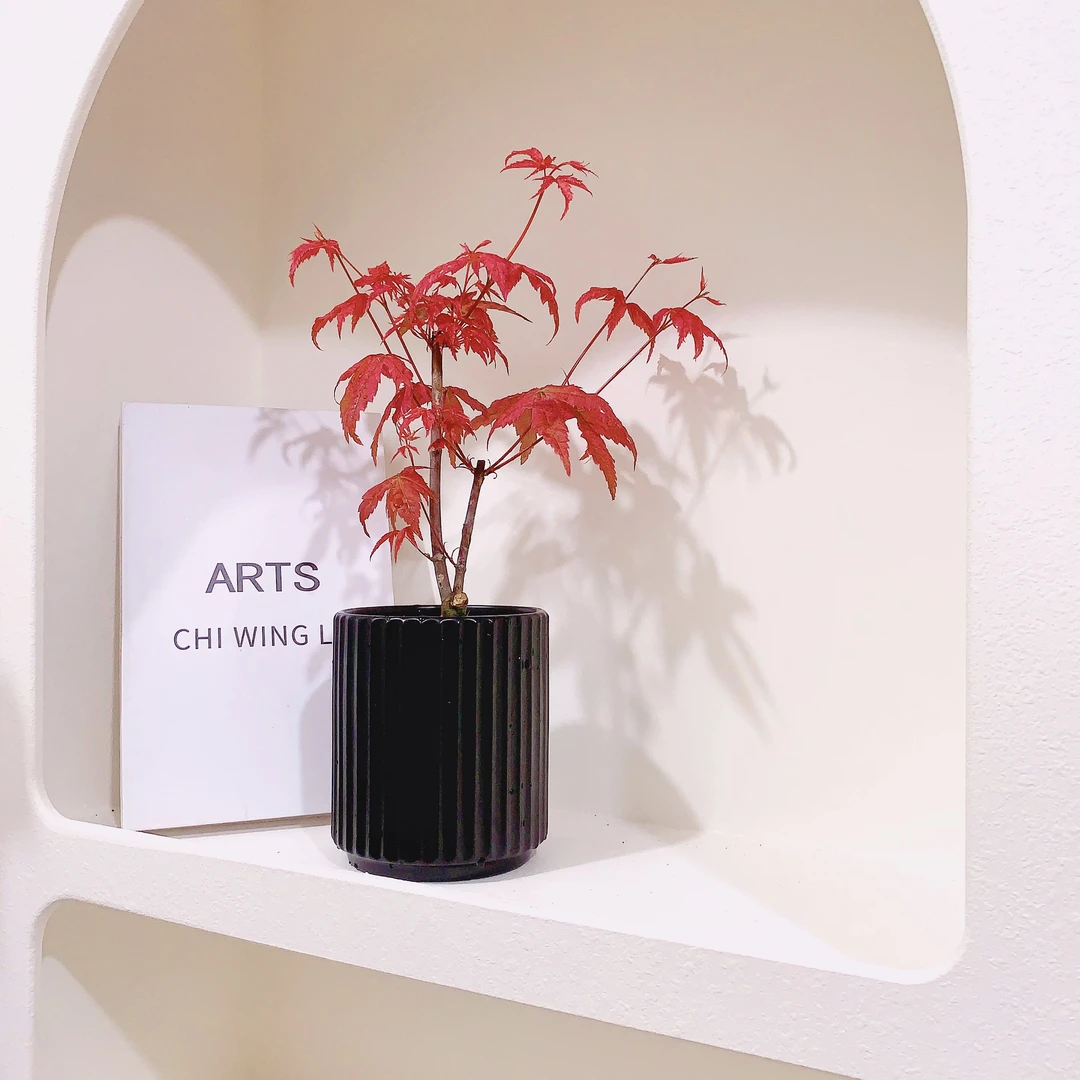 红枫进口变色红枫室外阳台飘窗台枫树绿植盆栽带盆种好养护红叶子