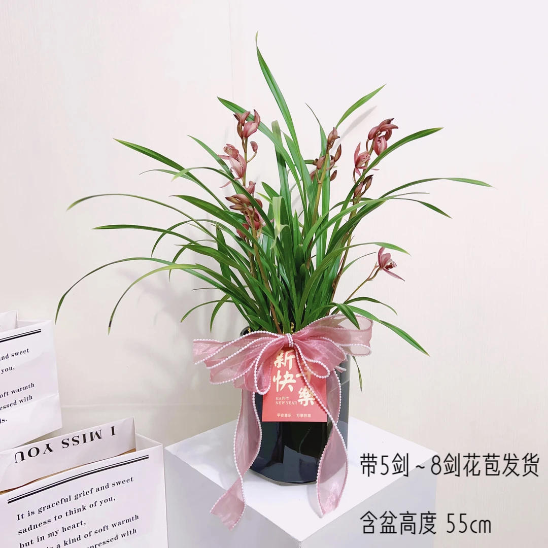 台北小姐兰花开花香味带花发货室内桌面阳台飘窗台懒人好养盆栽花