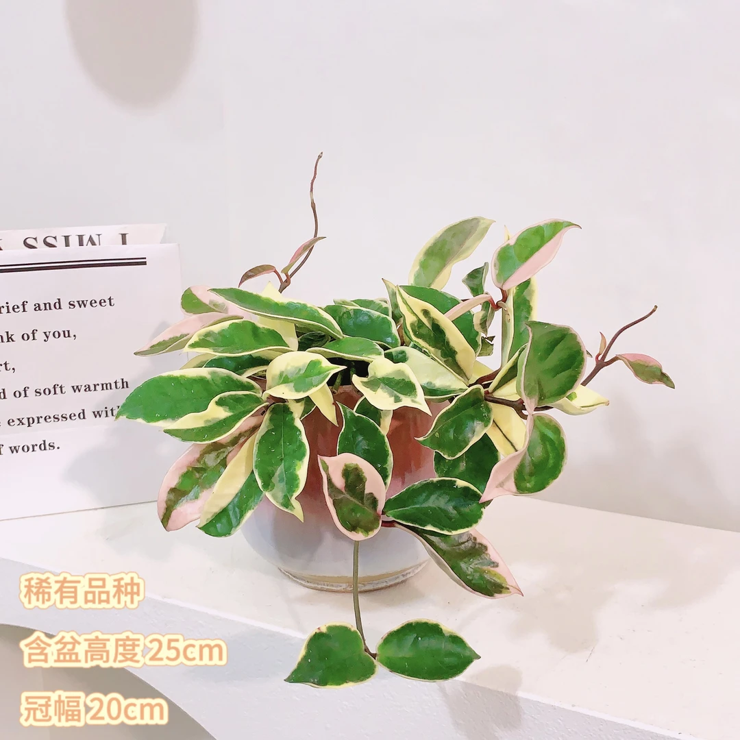 雪球球兰花香耐寒耐热观叶观花观花造型花团阳台四季变色绿植开花