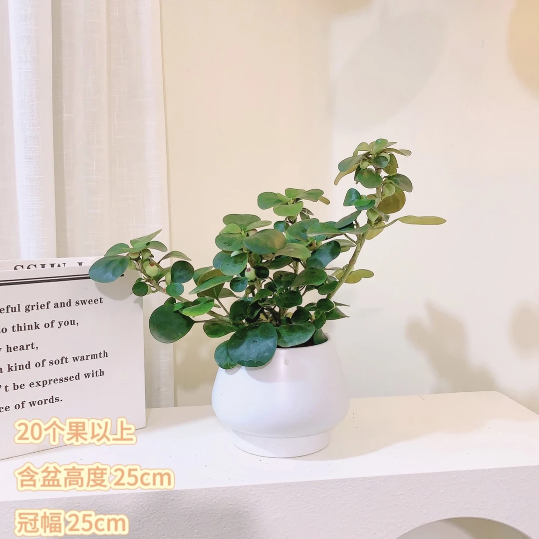 菩提树多果小盼菩提树盆栽室内飘窗阳台寓意好吉祥如意网红绿植