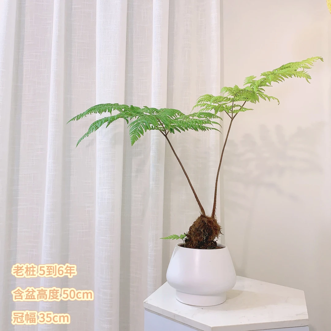 红磷蕨老桩虹鳞蕨室内四季常绿喜阴盆栽意境盆景净化空气轻奢观叶