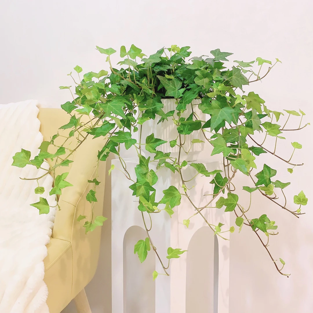 枫叶常春藤长藤大号阳台飘窗台懒人好养绿植四季常绿飘藤垂吊绿植
