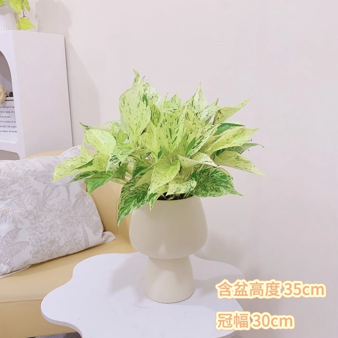 大理石皇后快乐叶子花叶彩叶室内桌面懒人好养绿植物盆栽长藤垂吊