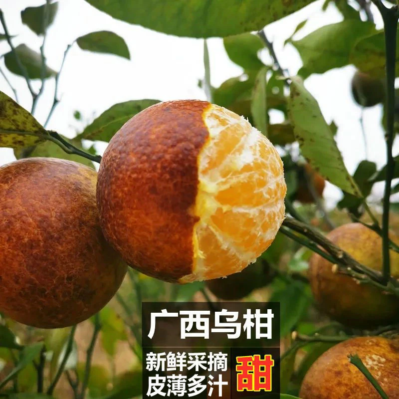 果粒鲜嫩广西乌柑 黑斑沃柑5-9斤 新鲜现摘薄皮多汁柑子 丑且甜蜜
