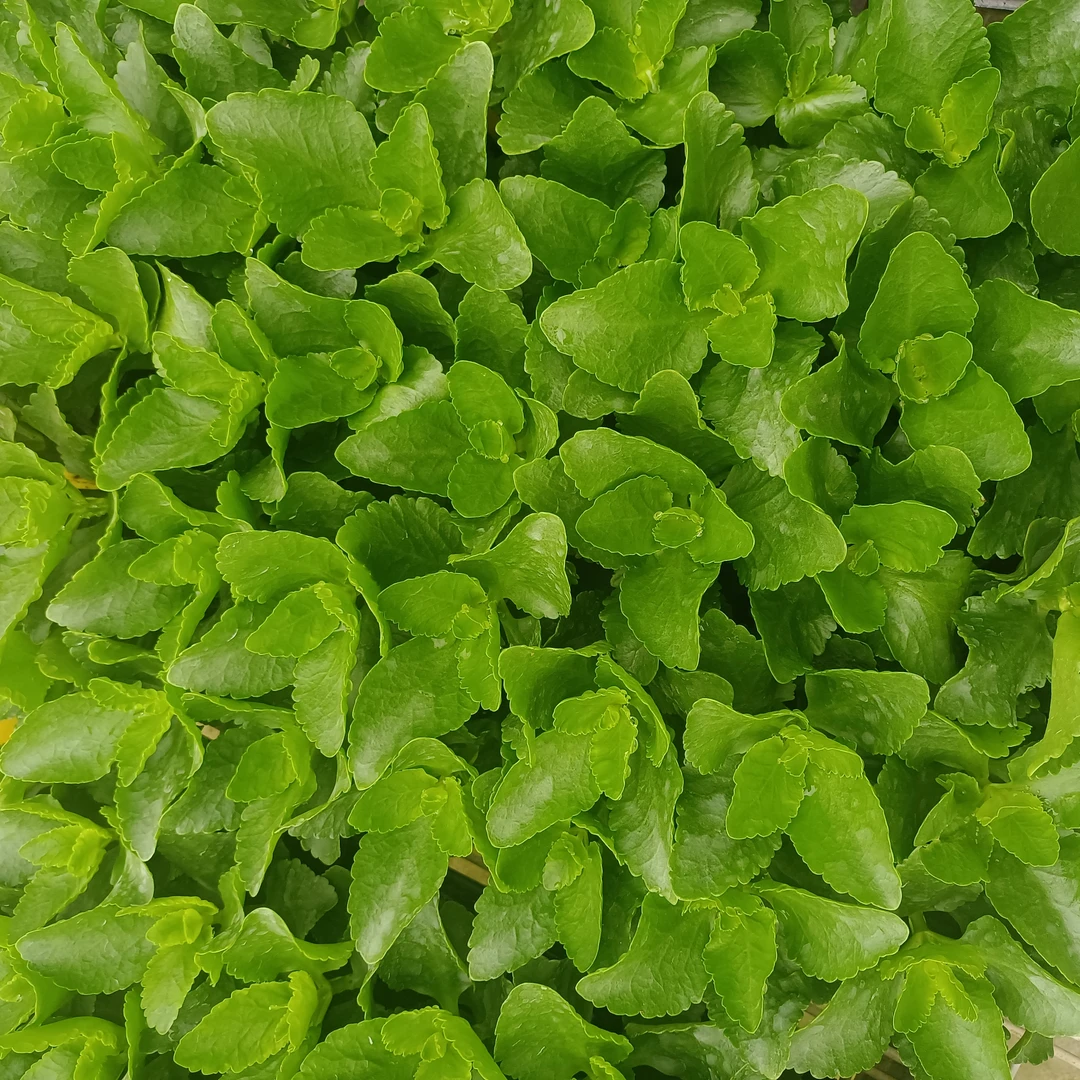 长寿穴盘生根苗   （拍满6棵包邮发货）