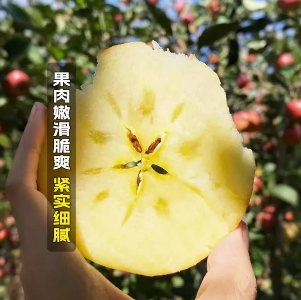 新鲜红苹果鲜甜多汁脆甜水果