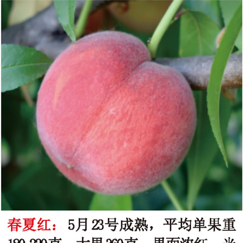 正品（5月6月7月8月10月桃）春夏红桃果树所品种