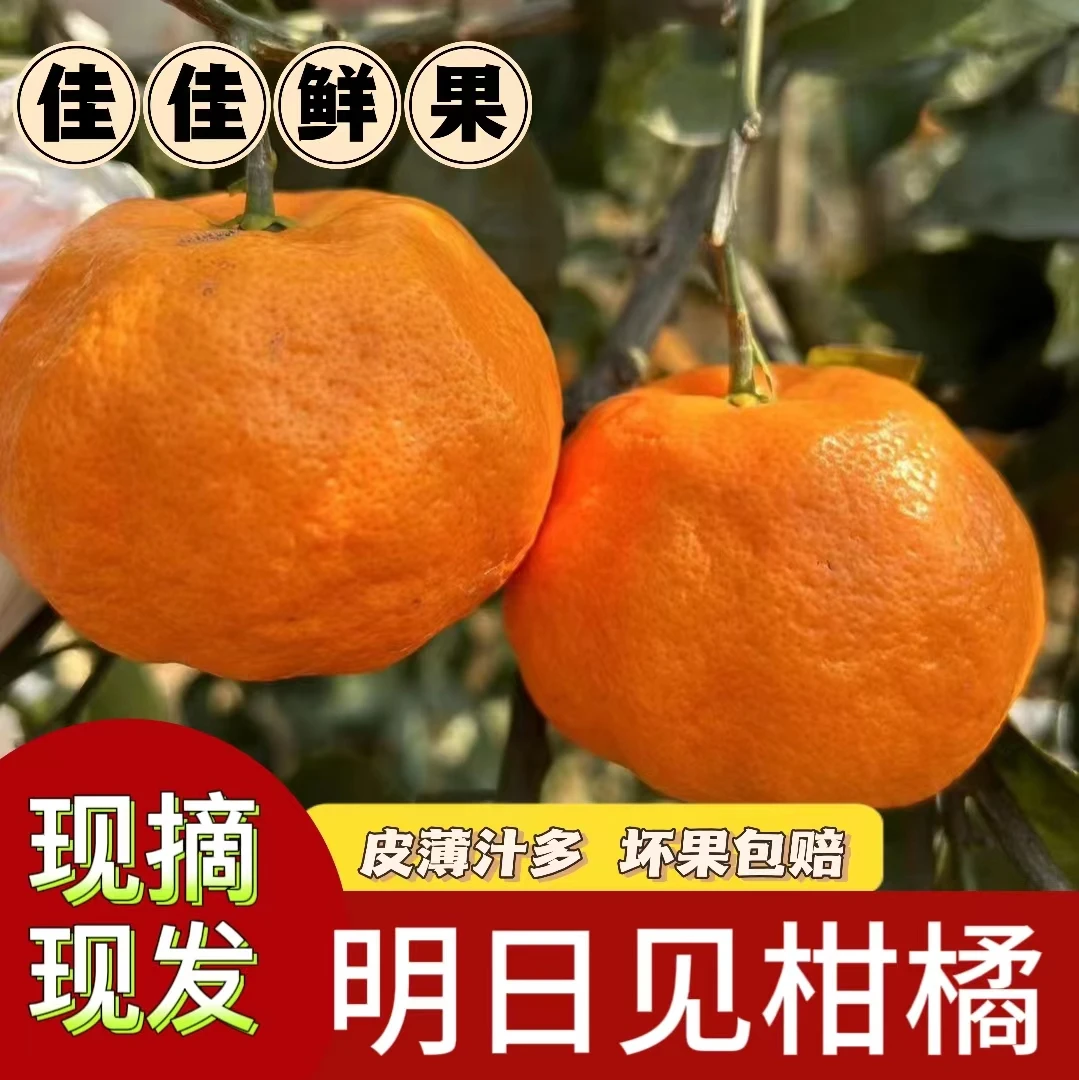 新鲜水果明日见四川柑橘皇后精选细嫩多汁香甜皮薄现摘现发