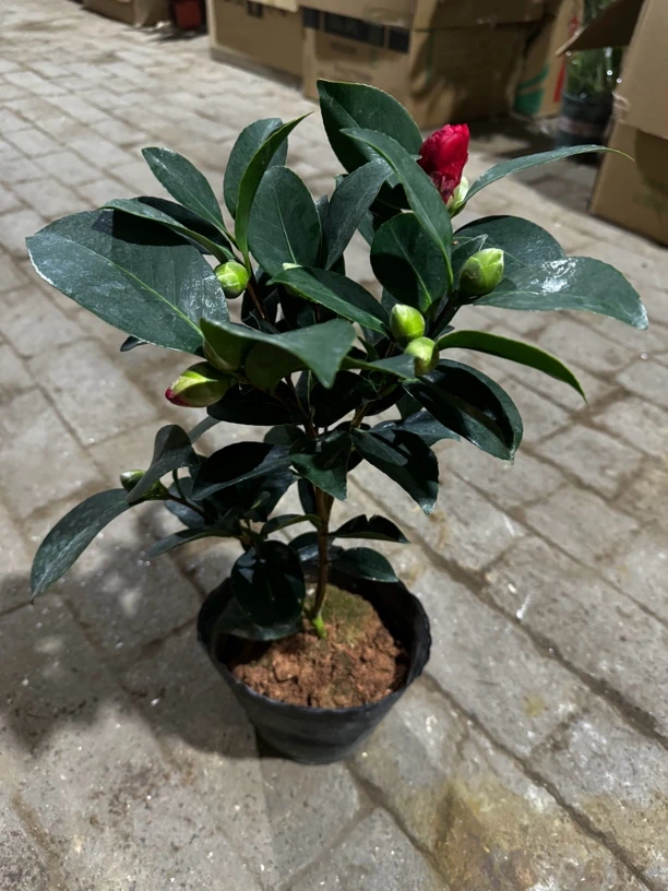 红茶花 盆栽绿植