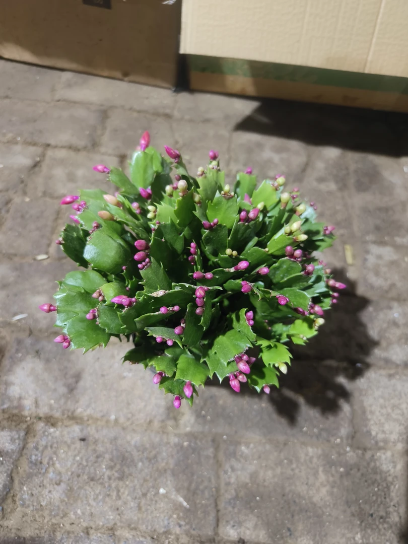 双色蟹爪兰 室内盆栽植物