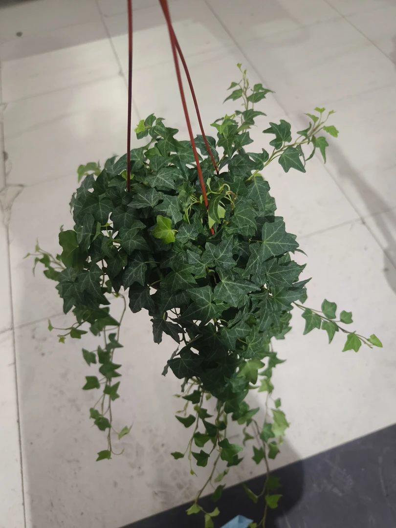 常春藤盆栽绿植好养