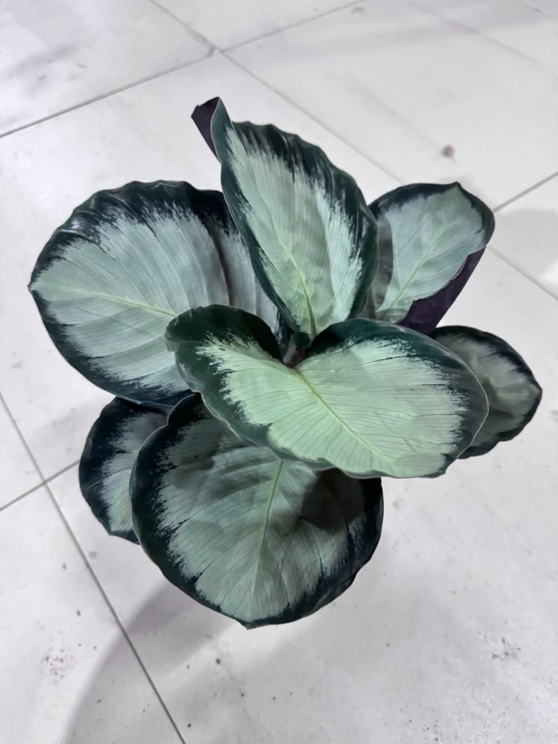 玫瑰红竹芋 室内绿植 漂亮好养