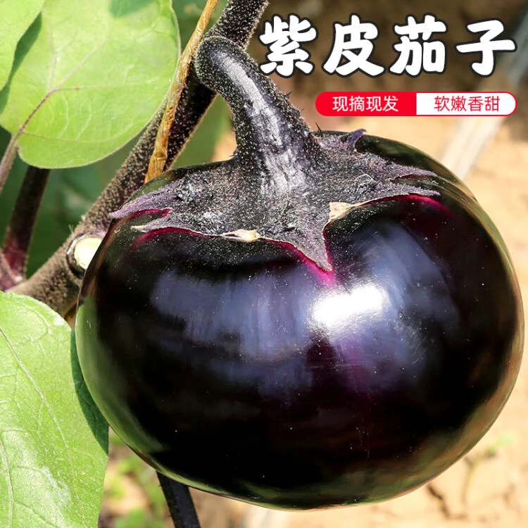 蔬菜产地  现摘现发