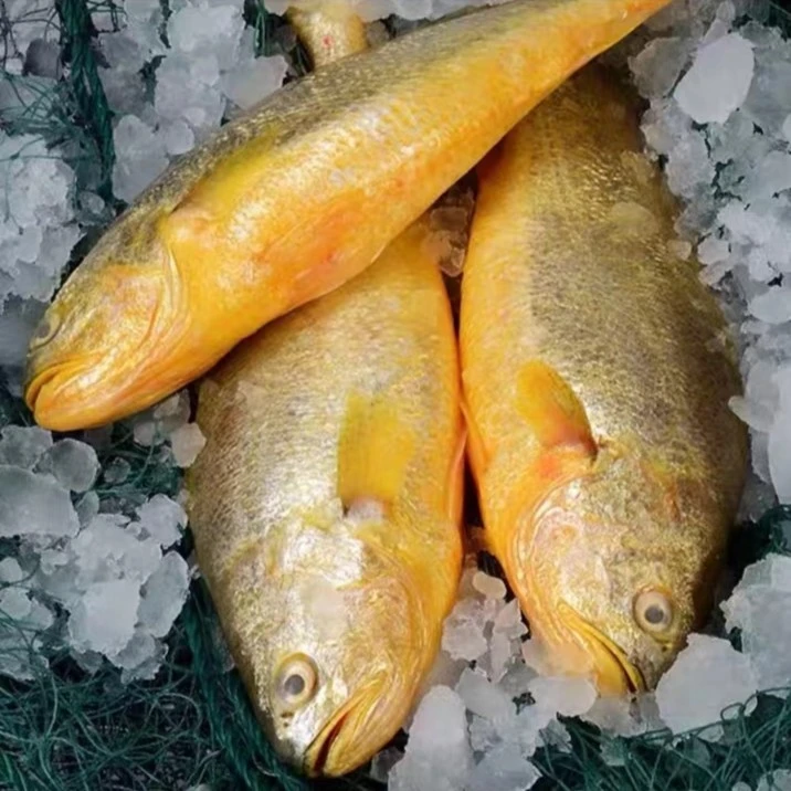 舟山捕鱼人新鲜深水冻黄鱼±250g/条 收到速冻保存 江浙沪包邮