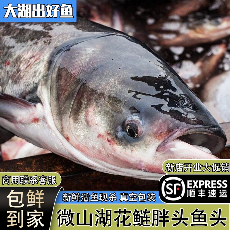 微山湖生态野捕花鲢鱼头大胖头鱼鱼头新鲜活鱼现杀鲢鳙大头鱼顺丰