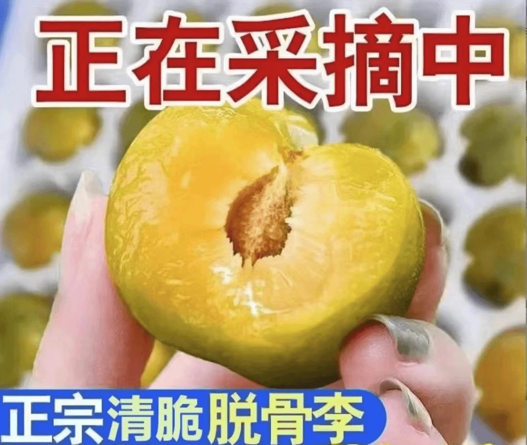 正宗脱骨李清脆李五月脆李子新鲜脆甜李子现采现售5斤大果