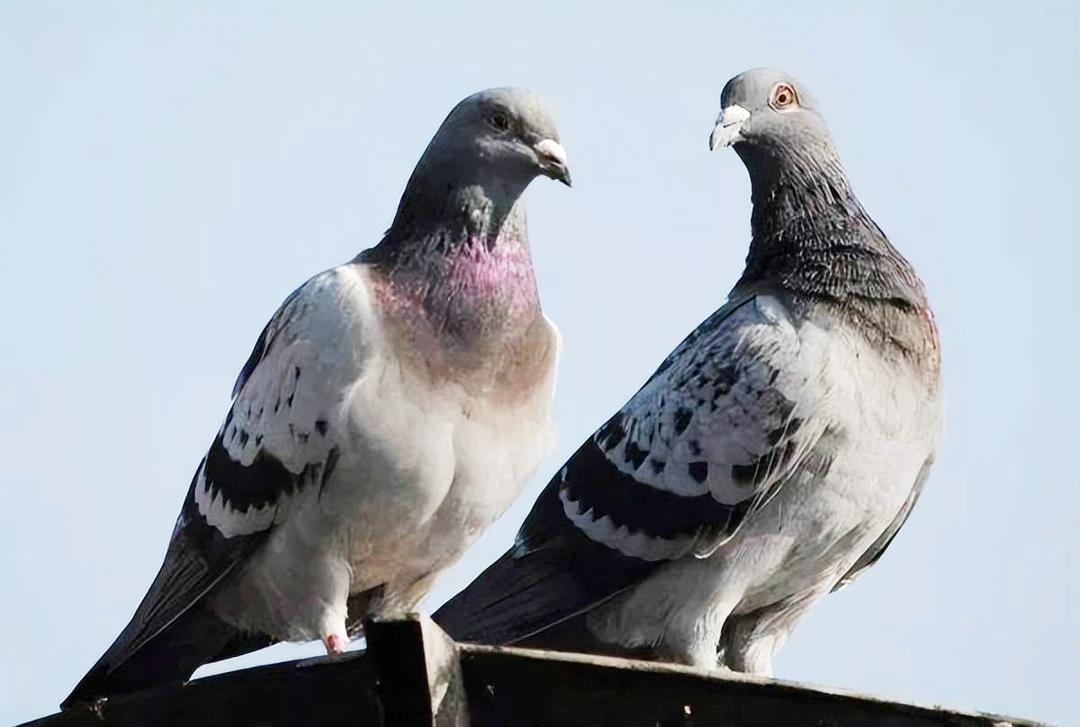 散养鸽子2只 真空包装生鲜发货 快递包邮