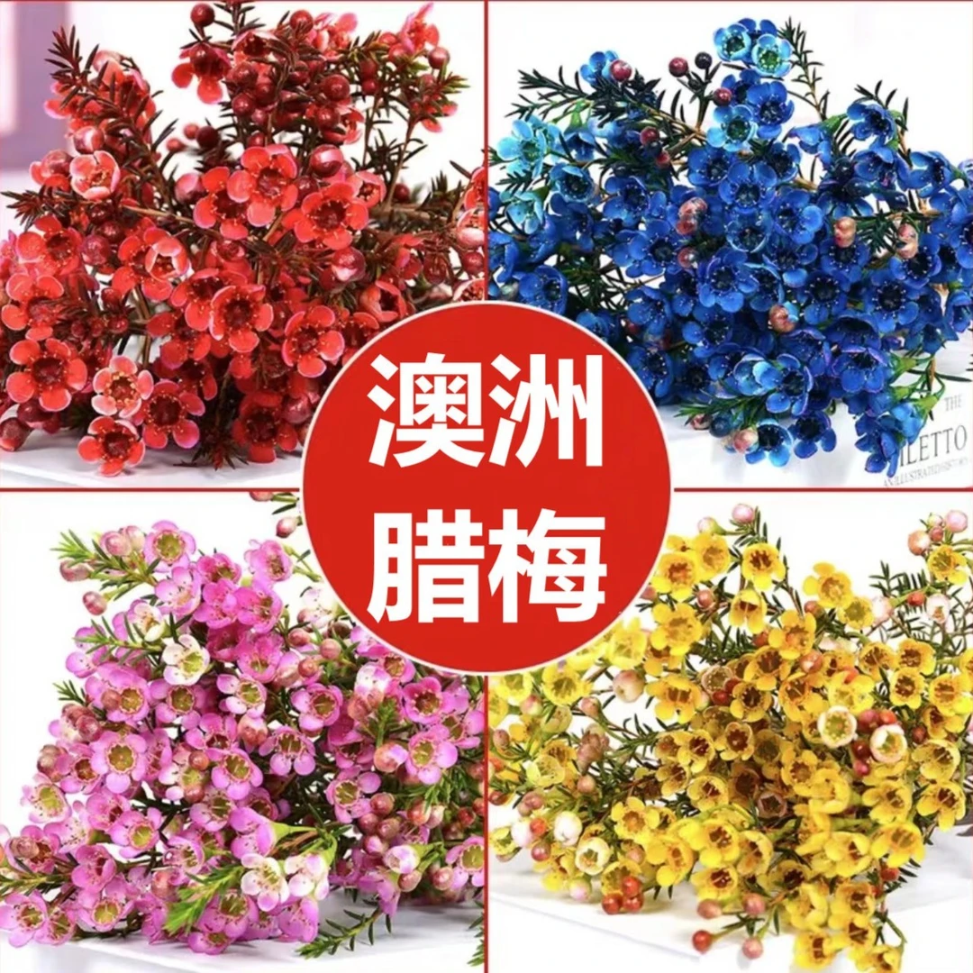 【自家花田】澳洲腊梅鲜花云南基地直发