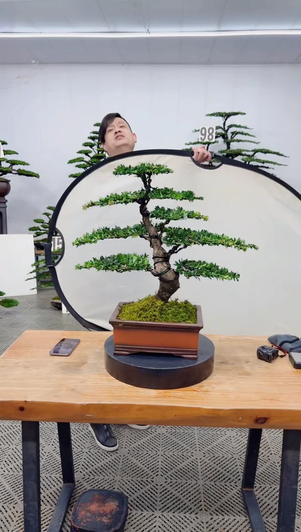 【闪购商品】盆景盆景