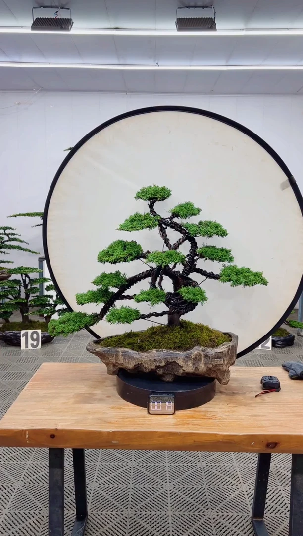 【闪购商品】盆景盆景