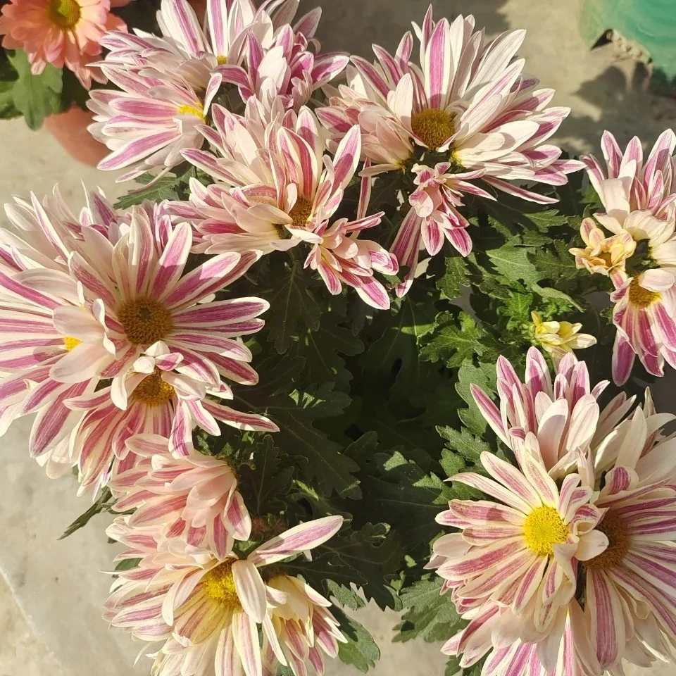 【斑纹菊】盆栽 耐热抗寒阳台庭院 爆花强