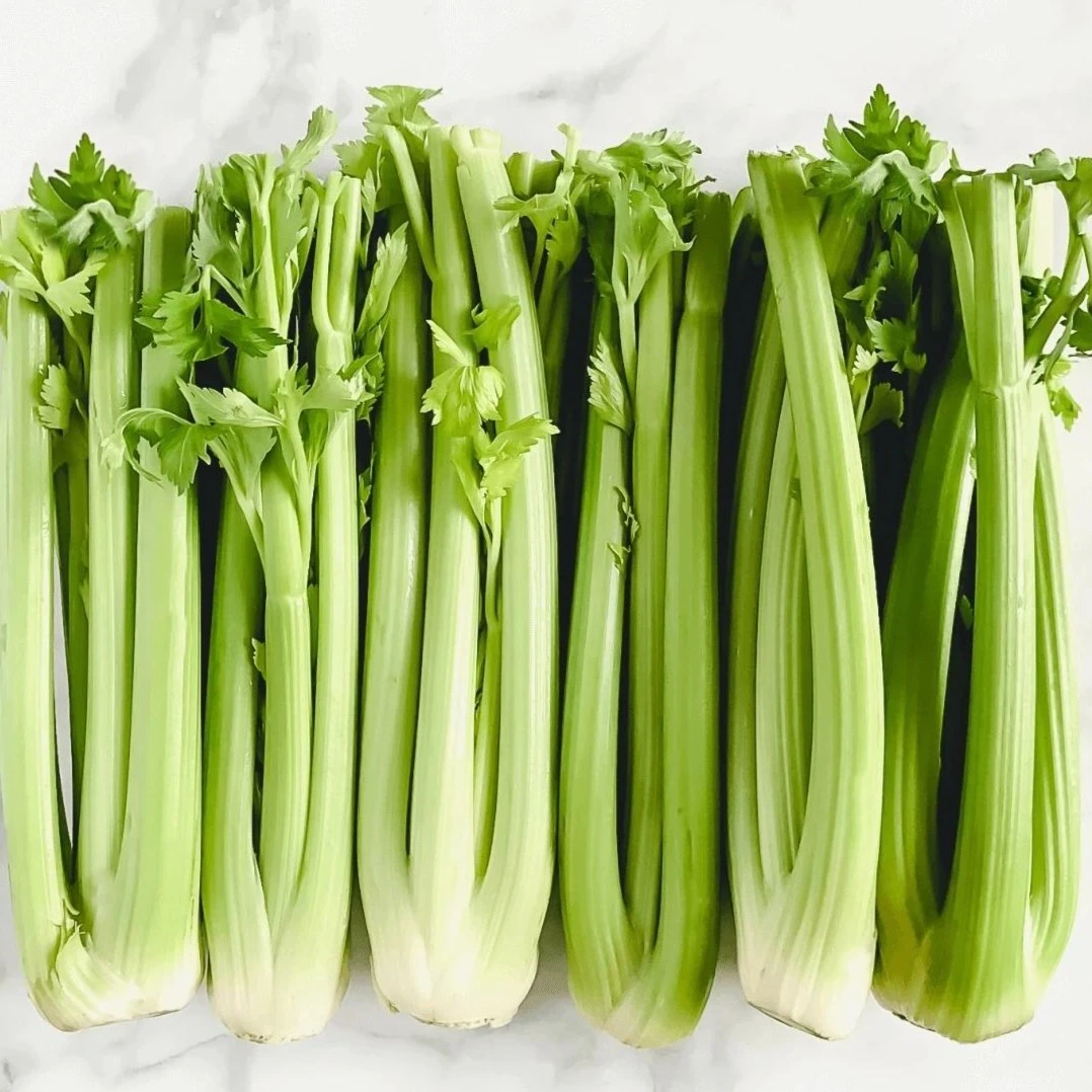 现砍现发西芹种子绿色芹菜应季蔬菜5斤【顺丰包邮】水果芹菜批发