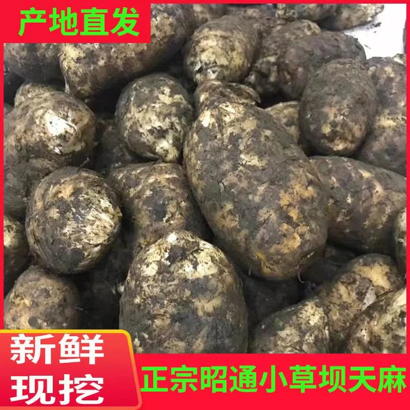云南昭通特产小草坝新鲜营养天麻煲汤健康