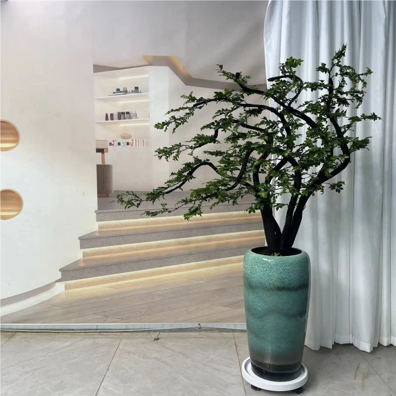 黑古茶小叶紫檀名贵盆景室内外大型盆栽造型绿植室外南方