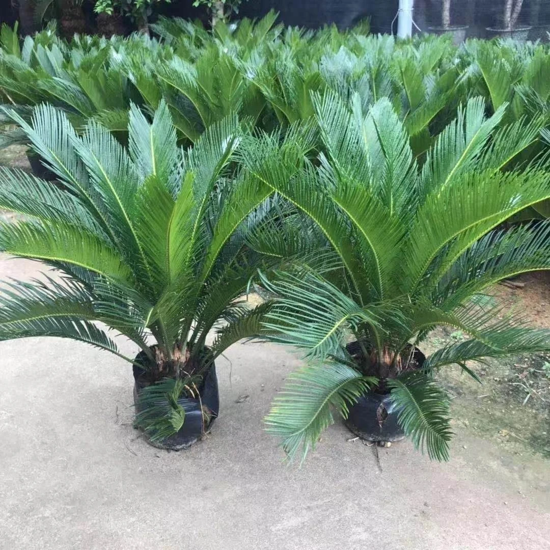 小苗公母室内盆栽绿植铁树铁树苏铁苗耐寒盆栽好养小树苗四季常青