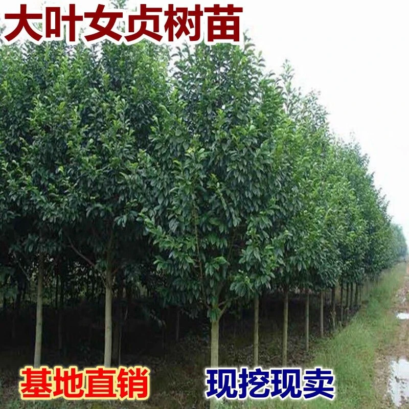 女贞四季常青大叶女贞树苗遮阳庭院客厅盆栽绿化客厅大盆栽植物
