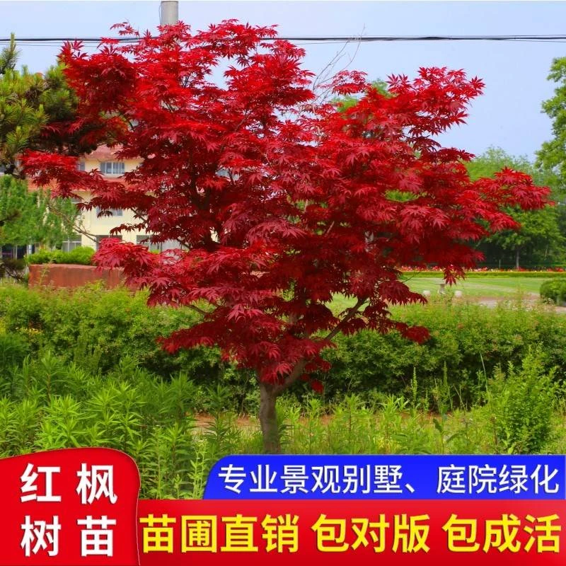 红枫树苗中国三季红日本红枫红舞姬庭院别墅四季红盆栽地栽红枫树