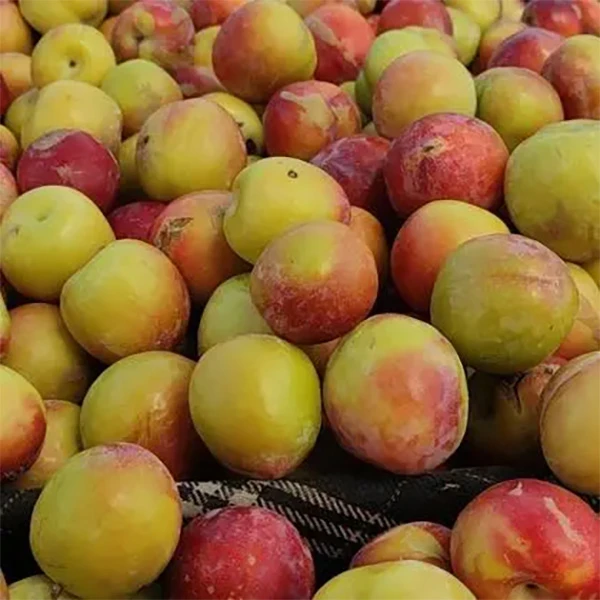 脆李子966666666666666